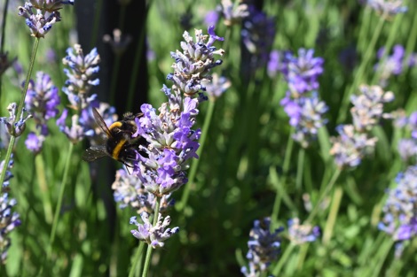 Bumblebee on lavender